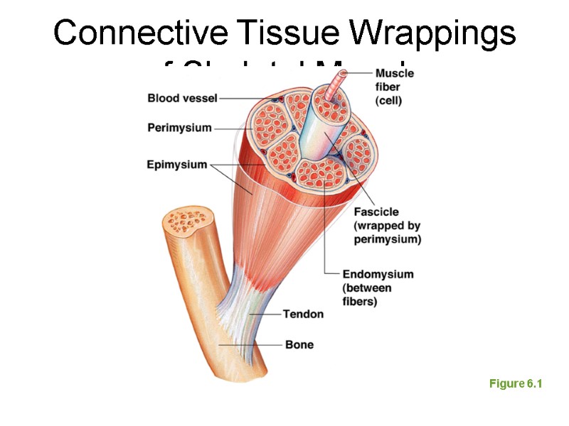 Connective Tissue Wrappings of Skeletal Muscle Figure 6.1